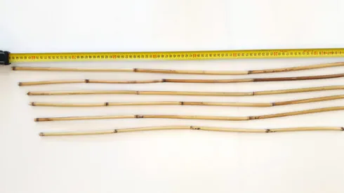 A set of selected reed stems from one location, subjected to further mechanical analyses. Credit: Cetwińska et al. 2024, CC BY-NC-ND 4.0/Archaeowieści