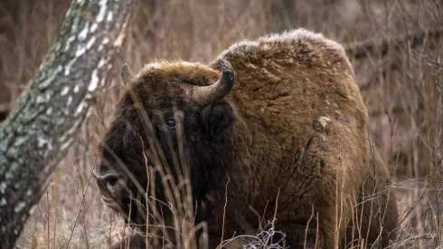  Białowieża, 14.02.2020. Żubr w Puszczy Białowieskiej, 14. bm. (mz/dw)  PAP/Michał Zieliński