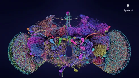 50 największych neuronów w konektomie muszego mózgu  Credit: Tyler Sloan and Amy Sterling for FlyWire, Princeton University, (Dorkenwald et al., Nature, 2024)