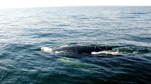 Zatoka Gdańska, 30.03.06. Wieloryb humbak. PAP/Radomił Koza/Stacja Morska Instytutu Oceanografii Uniwersytetu Gdańskiego.