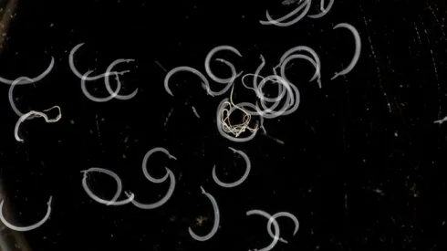 Schistosoma , Adobe Stock