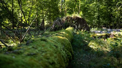 Puszcza Białowieska, woj. podlaskie, 24.09.2025. Pierwszy dzień jesieni w Puszczy Białowieskiej, 24 bm. PAP/Michał Zieliński