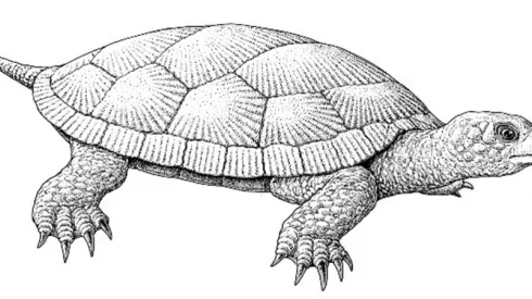 Rekonstrukcja wyglądu jurajskiego żółwia z Krzyżanowic autorstwa Bogusława Waksmundzkiego.    