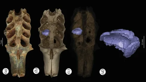 Część skamieniałej czaszki ssaka, zawierającej w zębodołach osad, który okazał się być wytworem prehistorycznych pszczół. Fot. Lazaro Viñola López