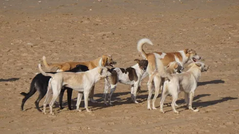 Fot: W pracy badano grupy wolnożyjących psów z Maroka, Czarnobyla (Ukraina), Włoch. Tu: grupa psów z Maroka, fot. dr Giulia Cimarelli.
