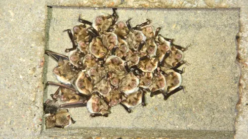 Fot. materiały prasowe Uniwersytet Przyrodniczy we Wroclawiu