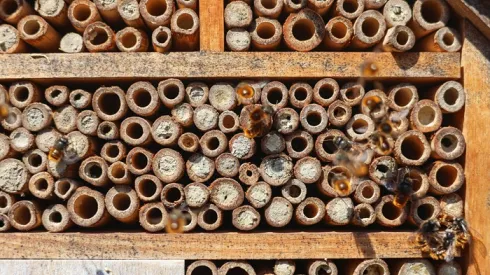 Dzikie pszczoły (w tym wypadku - Osmia Cornuta) przed "hotelem dla zapylaczy", fot. Adobe Stock