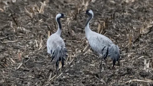 14.03.2025. Żurawie w Poleskim Parku Narodowym. PAP/Wojtek Jargiło