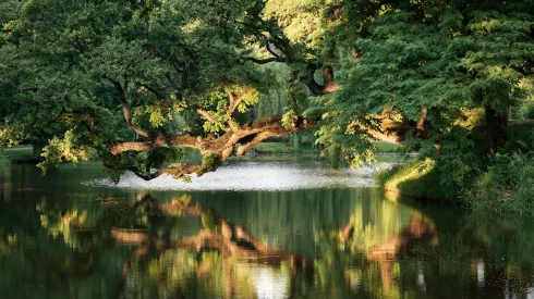  Krzywe Drzewo w Szydłowcu. Fot. Krzysztof Karpiński