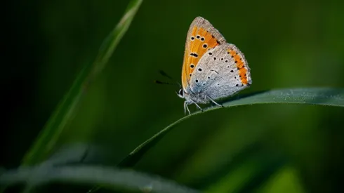 Cisowa, 18.08.2024. Motyl czerwończyk nieparek. PAP/Darek Delmanowicz