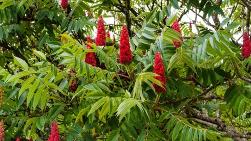 Sumak octowiec, fot. Adobe Stock