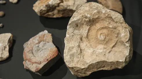 7.04.2026. Otwarcie wystaw „W kamień zmienione” oraz „Skarby minionych wieków” zorganizowanych z okazji 70-lecia Działu Archeologii Muzeum Podlaskiego, 17 bm. w głównej siedzibie muzeum w białostockim Ratuszu. (jm) PAP/Artur Reszko