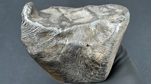 Nowy polski meteoryt. Na powierzchni widoczne są zastygnięte strużki materii. Fot. materiały prasowe