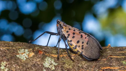 Lycorma delicatula. Fot. Adobe Stock