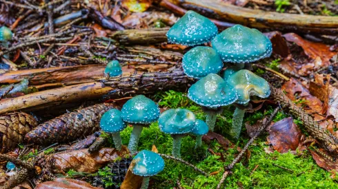 Pierścieniak grynszpanowy (Stropharia aeruginosa) Fot. Adobe Stock