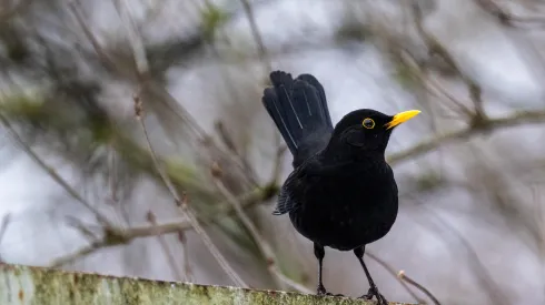 16.01.2025. Kos (Turdus merula). PAP/Darek Delmanowicz