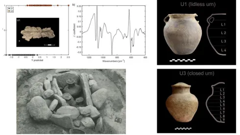 Wyniki analizy chemometrycznej widm FT-IR kości z urny otwartej i zamkniętej. Zdjęcie grobu ciałopalnego z Czarnówka (zdjęcia urn U1 i U3). Fot. materiały prasowe