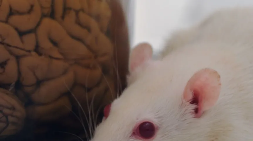 Naukowcy z Instytutu Biologii Doświadczalnej PAN im. M. Nenckiego w Warszawie udowodnili, że za odczuwanie strachu i jego wygaszanie odpowiadają oddzielne struktury mózgu. Badania były możliwe dzięki stworzeniu we współpracy z Międzynarodowym Instytutem Biologii Molekularnej i Komórkowej odpowiednio zmodyfikowanych genetycznie szczurów. Źródło: Instytut Nenckiego, Grzegorz Krzyżewski