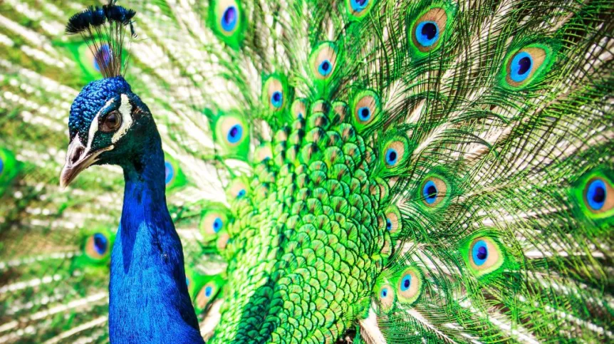 Fot. Fotolia