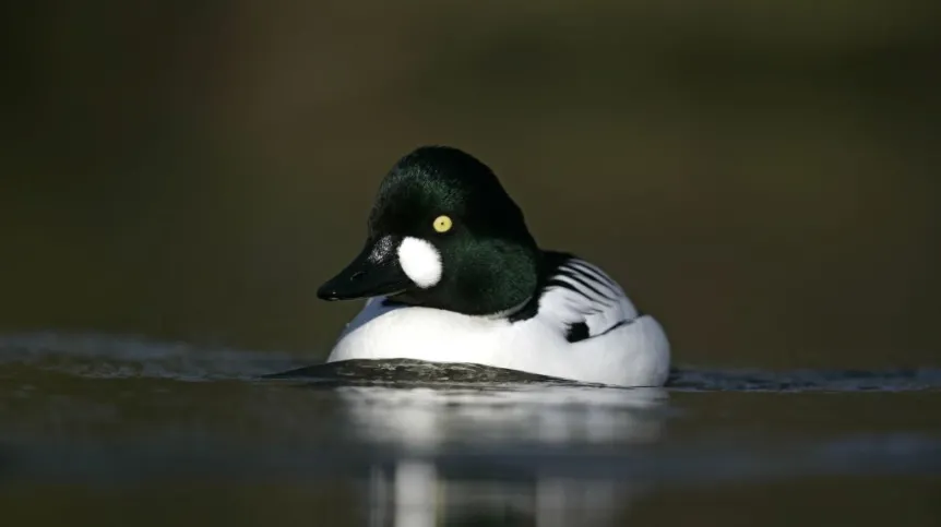 Gągoł. Foto: Fotolia