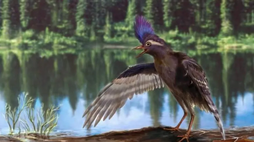 Artystyczna rekonstrukcja najstarszego ornituromorfa, Archaeornithura meemannae, z wczesnej kredy Credit: Zongda Zhang
