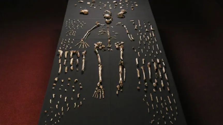 Szkielet Homo naledi. Fot. PAP/EPA/ JOHN HAWKS / UNIVERSITY OF WISCONSIN-MADISON 13.09.2014