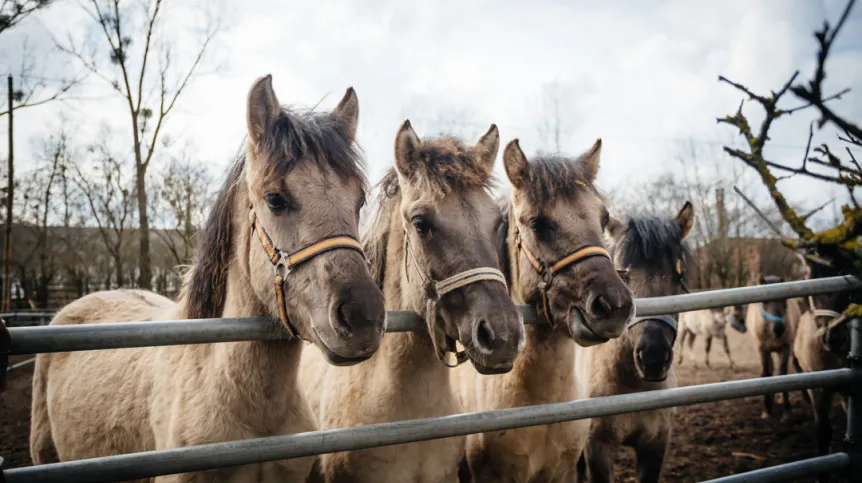 N/z koniki polskie (tarpany), których jest w Popielnie ok. 150 . Autor zdjęcia: JakubowskiFoto.