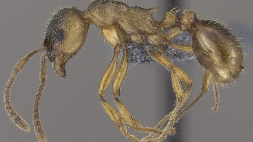 Na zdjęciu: robotnica gatunku Myrmica rubra; Źródło: Michał Michlewicz