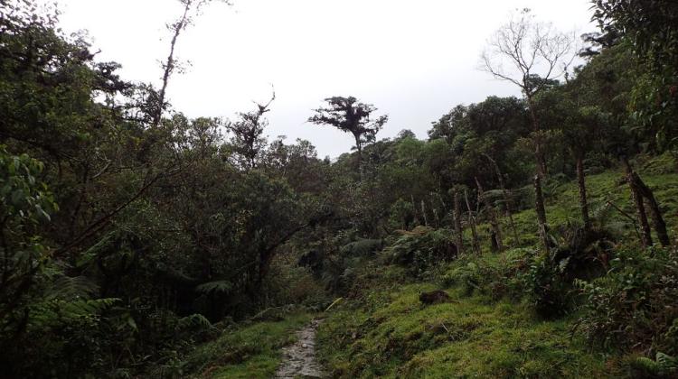 Las tropikalny w Kolumbii; fot.: Marta Kolanowska