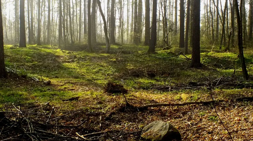 Relics of the village of Goschwitz would be very difficult to find without modern remote sensing methods (photo by M. Legut-Pintal)
