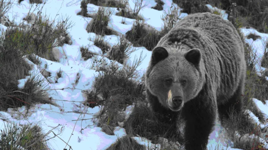 Samica niedźwiedzia brunatnego w Tatrzańskim Parku Narodowym. Fot. Adam Wajrak