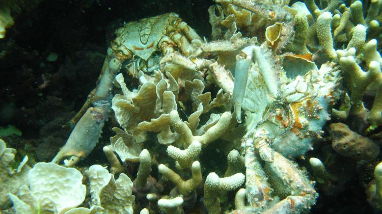 Niska zawartość rozpuszczonego w wodzie tlenu powoduje obumieranie koralowców w Panamie (Bocas del Toro). Na zdjęciu widać też martwe kraby. To kolejne ofiary ubywania tlenu w tamtejszych wodach. Źródło: Arcadio Castillo/Smithsonian