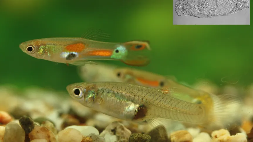 Fot: Gupiki i przywra z rodzaju Gyrodactylus (dzięki uprzejmości A. Divigilli, T.A. Bakke, J. Cable i P.D. Harris).