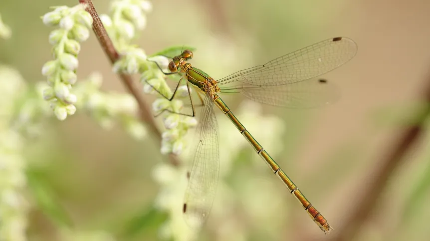 Samica pałątki pospolitej (Lestes sponsa). Fot. Grzegorz Jędro