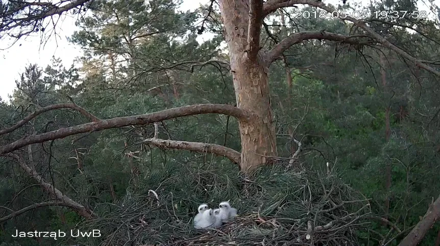 Źródło: Uniwersytet w Białymstoku