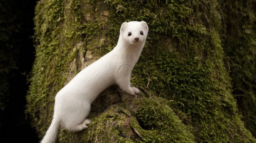 Łasica Mustela nivalis w białym zimowym ubarwieniu jest dobrze widoczna na tle bezśnieżnego lasu. Fot. Karol Zub