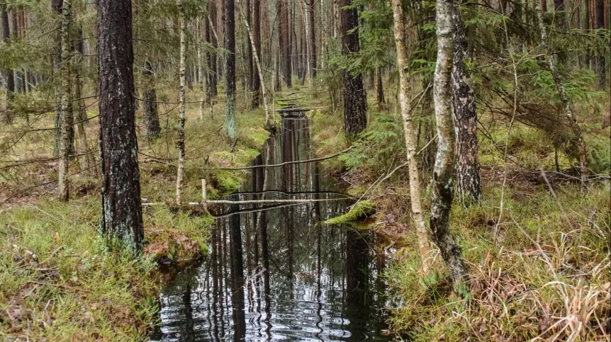 Puszcza Białowieska. Fot. PAP/Wojciech Pacewicz 01.01.2018