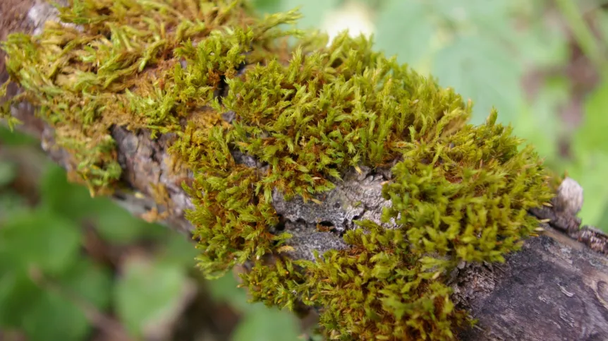 Orthotrichum speciosum. Fot. dr Monika Staniaszek-Kik