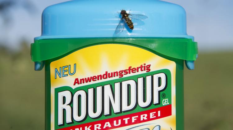 Herbicyd Roundup. Fot. PAP/EPA/STEFFEN SCHMIDT 