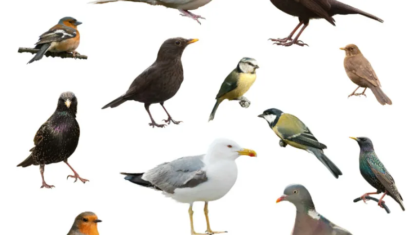Źródło: Fotolia