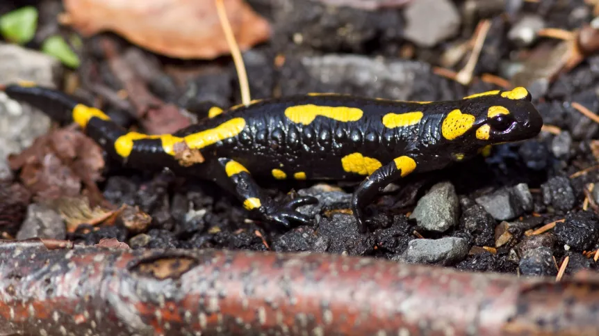 Lubachów (woj. dolnośląskie), 21.04.2012. Salamandra na wiosennym spacerze. PAP/Maciej Kulczyński