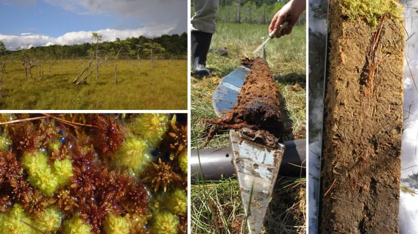 Od lewej: zdjęcie torfowiska, mchów i torfowców oraz próbek geologicznych pobranych z torfowiska. Widać tam, jak torfowiska  magazynują materię organiczną. Źródło: prof. Mariusz Lamentowicz