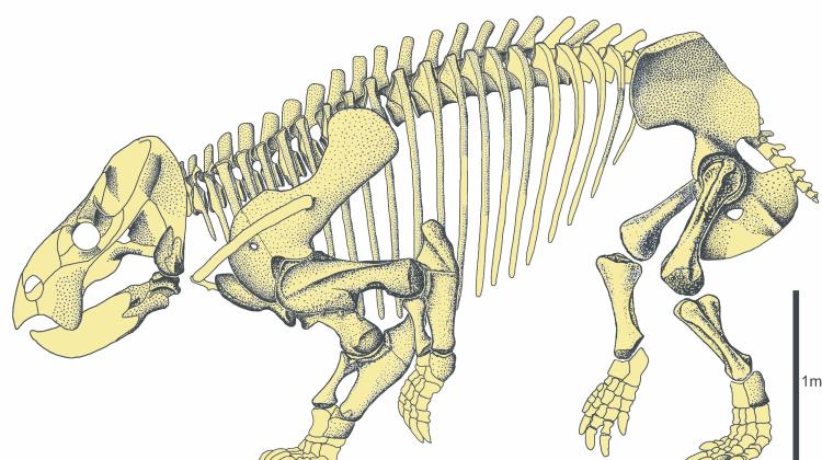 Rysunek szkieletu Lisowicii bojani Rys: Tomasz Sulej