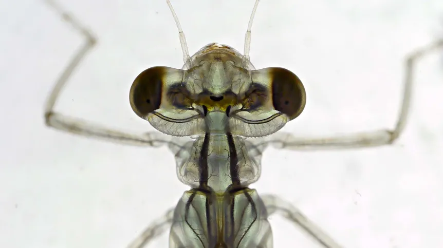 larwa badanego gatunku ważki pałątki pospolitej (Lestes sponsa), fot. Ulf Norling