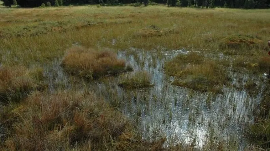 Torfowiska to obszary, które pochłaniają z powietrza dwutlenek węgla, a węgiel z niego wiążą w swoich komórkach – nawet na bardzo długi czas. Pod warunkiem, że torfowisko jest odpowiednio wilgotne. Źródło: prof. Mariusz Lamentowicz