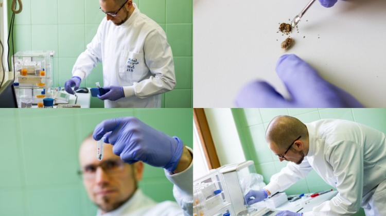 Dr Michał Filipiak z UJ za pomocą metod stechiometrii ekologicznej bada, które rośliny mogą negatywnie wpływać na rozwój larw tych owadów. Fot: Paweł Dudzik