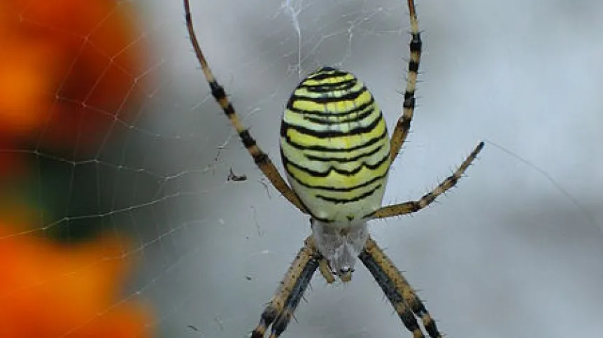 Źródło: Wikipedia