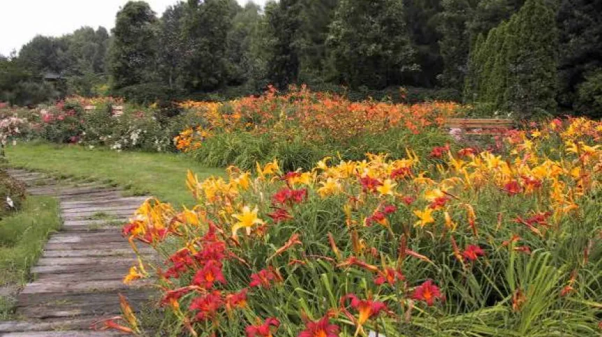 Źródło: Ogród Botaniczny PAN w Powsinie