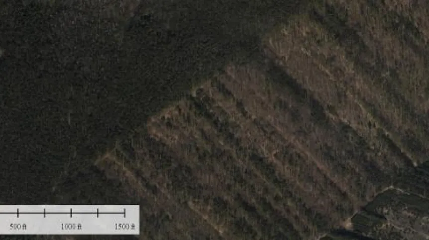 Ortofotomapa lotnicza fragmentu wschodniego krańca niecki Magoń-Folwarczysko. Cały teren jest obecnie porośnięty lasem.
Ryc.: UKSW, dr Rafał Zapłata, dr Janusz Budziszewski.

