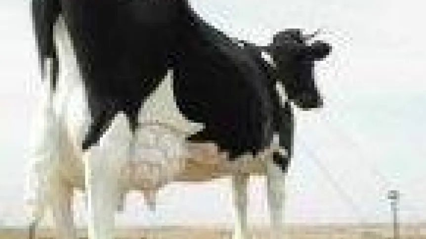 cow.145.jpg